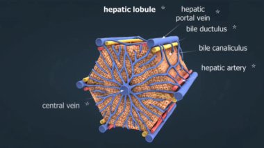 Karaciğerin mikroskobik yapısını ve lobu içinde kan akışını gösteren hepatik lobun diyagramı.