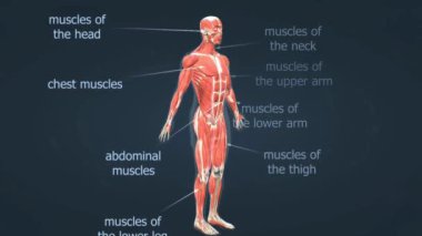 İnsan bedeni kaslarının tasviri, büyük kas gruplarını ve konumlarını gösteriyor.