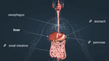 İnsan karaciğerinin yapısını, işlevlerini ve anatomisini gösteren detaylı bir çizim.