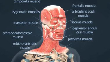 İnsan kafasındaki kasların tasviri, yüz ve kraniyal kasların vurgulanması.