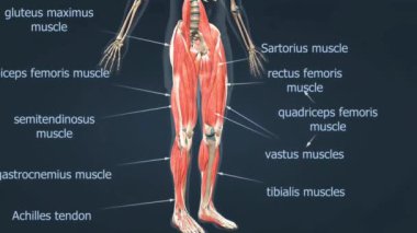 Bacak kaslarının anatomisi, kuadriseps, bacak ve baldır gibi anahtar kasları vurgulamak..