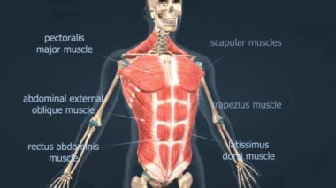 Gövde kaslarının anatomisi diyafram, abdominal ve interkostallar gibi büyük kasları gösteriyor..