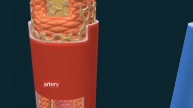 Kan damarlarının detaylı yapısı, arterlerin, damarların ve kılcal damarların katmanlarını gösteriyor..