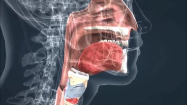Burun, ağız ve gırtlak boşluklarının anatomisi, hava geçidini ve bağlantı noktalarını vurguluyor..