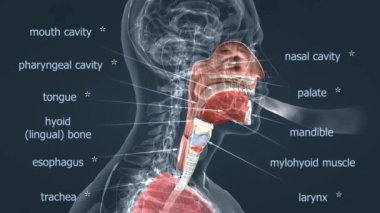 Solunum yolunun detaylı anatomisi, ciğerleri, soluk borusu, bronşları ve solunum yollarını gösteriyor..