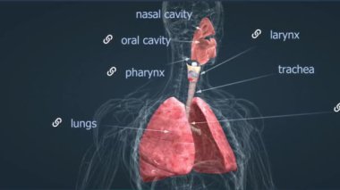 İnsan akciğerleri, göğsündeki iki süngerimsi organdır. Gaz alışverişini kolaylaştırır, kan oksijenlendirir ve solunum yoluyla karbondioksiti alır..
