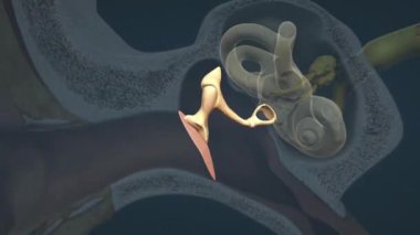 Kulağın iç yapısı koklea (işitme), yarı dairesel kanallar (denge) ve işitsel sinirleri içerir, hepsi iç kulak içinde, beyne ses ve denge sinyalleri iletir..