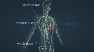 Lenf bezlerinde lenf düğümleri, lenf damarları, dalak ve bademcikler, enfeksiyona karşı savunma, sıvı dengesini korumak ve sindirim sistemindeki yağları emmek bulunur..