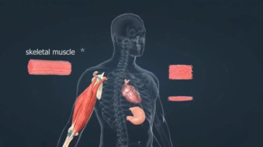 Üç tür kas dokusu vardır: iskelet (kemiğe bağlı, gönüllü hareket), kalp (kalp duvarları, istemsiz) ve pürüzsüz (organ duvarları, istemsiz hareket).).