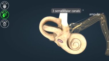 Yarı dairesel kanallar, beyine sinyaller göndererek vücut duruşu ve uzamsal yönelimi koordine ederek dengeyi korumada yardımcı olur..