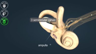 İç kulaktaki yarı dairesel kanallar kafa hareketini tespit ederek denge ve uzamsal yönelimin korunmasına yardımcı olur..
