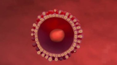 Yumurtanın döllenmesi sperm yumurtayı delerken meydana gelir ve genetik materyali birleştirerek zigot oluşturur..