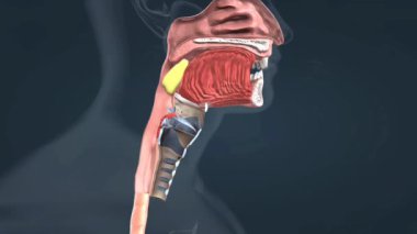 Boğazdaki kasların gıdayı ağızdan mideye sorunsuzca taşımak için kasıldığı işlem..