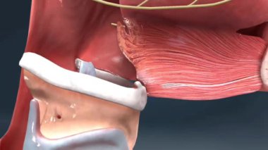 Dil ağızdaki kaslı bir organdır, tatmaktan, yutmaktan ve konuşmada yardımcı olmaktan sorumludur..