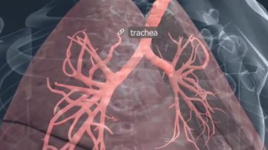 Ciğerler bronşlu, alveollü ve kan damarlı iki süngerimsi organdır. Gaz alışverişinden ve nefes almaktan sorumludurlar..