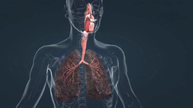 Ciğerlerde sigara birikmesinden kaynaklanan katran birikintileri iltihaplanmaya, düşük akciğer fonksiyonlarına ve artan kanser riskine neden olur..