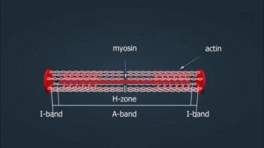 Actin ve myosin, kas hücrelerinde birbirleriyle etkileşime geçerek kasılma ve hareketten sorumlu proteinlerdir..