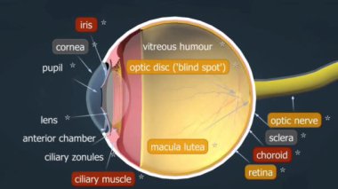 Gözün anatomisi kornea, lens ve retinayı içerir ve retina üzerinde birlikte çalışarak görüntüler oluşturur..