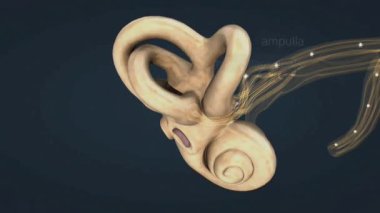 Yarı dairesel kanallar, kafanın dönüş hareketlerini tespit ederek dengeyi korumaya yardımcı olur..