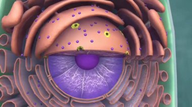 Çekirdek, genetik materyal içeren ve hücre fonksiyonlarını düzenleyen hücrenin kontrol merkezidir..