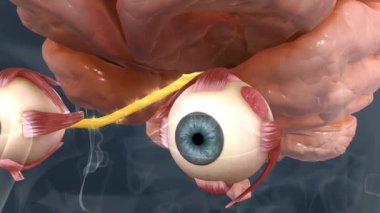 İnsan gözü kornea, iris, lens, retina ve optik sinirleri içerir. Işığı yakalar, odaklar ve görme duyusu için beyne sinyaller gönderir.