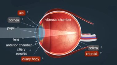 İnsan gözü, kornea, lens, iris, retina ve optik sinirleri kapsar ve birlikte çalışarak beyne görüntüler aktarır..