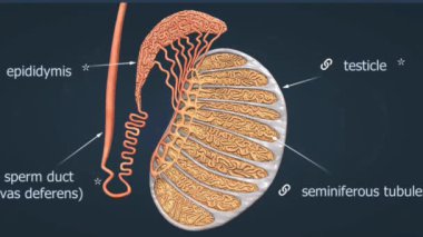 A cross-section of the testes shows seminiferous tubules for sperm production, while the penis includes erectile tissue, blood vessels, and urethra for urine and sperm passage.