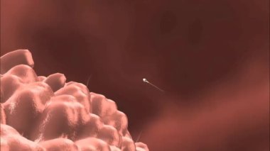 Döllenme, bir sperm hücresinin yumurta hücresiyle birleşip zigot oluşturarak embriyonik gelişimi başlattığı süreçtir..