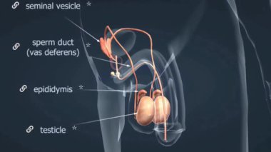 The male reproductive system includes the testes, epididymis, vas deferens, prostate gland, and penis, responsible for sperm production and delivery.