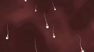 Erkek sperm hareketi sperm hareketinin kalitesini ifade ederken, morfoloji her ikisi de doğurganlık için hayati önem taşıyan boyutlarını ve şekillerini tanımlar..