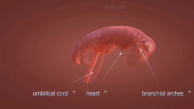 Doğum öncesi gelişim, embriyo ve fetüsün önemli bir büyüme ve organ oluşumundan geçtiği üç trimesterden oluşur..