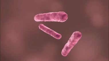 Yersinia Pestis vebanın nedensel etkenidir, tarihsel salgınlardan sorumludur ve bugün bile risk arz etmektedir..