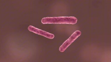Yersinia pestis, pireler ve enfekte hayvanlar aracılığıyla bulaşan vebaya neden olan bir bakteridir..