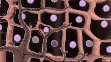 Derinin pigmentasyonundan sorumlu melanositlerdeki melanozom oluşum süreci