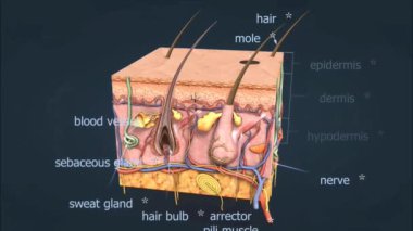 Deri anatomisinin detaylı katmanları üst deriyi, deriyi ve deri altı doku yapısını gösteriyor.