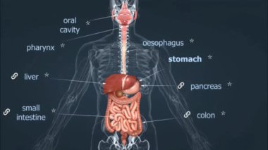 İnsan sindirim sistemi ağız, yemek borusu, mide, ince bağırsak, kalın bağırsak, karaciğer, pankreas ve safra kesesi gibi organlardan oluşur..