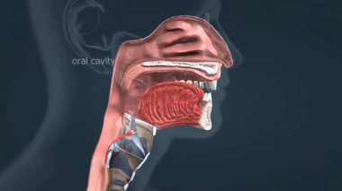 Ağız boşluğu, yiyeceğin giriş noktasıdır. Tükürük bezlerinin sindirime yardımcı olmak için salya salgıladığı yerdir. Gırtlak, ağzı yemek borusuna bağlar..