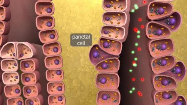 Mide zarı tarafından üretilen mide suyu hidroklorik asit ve pepsin gibi enzimler içerir. Protein sindirimini etkinleştirir, proteinleri daha küçük peptitlere ayırır, bağırsaklardaki besin emilimine ve sindirime yardımcı olur..