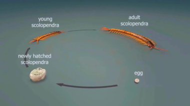 Megarian bantlı kırkayağın yaşam döngüsü, yumurtadan çocuk yaşlarına kadar, yetişkin bir yırtıcıya dönüşüyor..