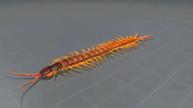 Megarian bantlı kırkayağın anatomisi segmentli vücudu, çift bacakları, antenleri ve zehirli pençeleri vurguluyor..