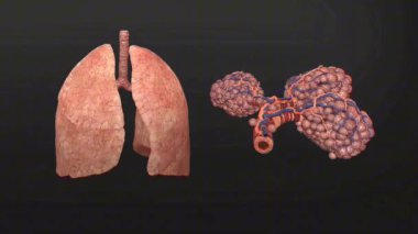 3 boyutlu sağlıklı akciğer tasviri, temiz alveolle, düzgün hava değişimi ve akciğer fonksiyonları sergiliyor..