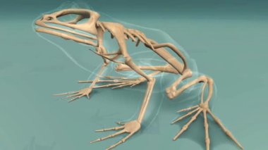 Yaygın kurbağa anatomisinin üç boyutlu modeli iskelet yapısını, kaslarını ve organ sistemlerini ayrıntılı olarak gösteriyor..