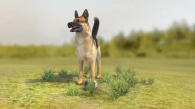 Evcil bir köpeğin üç boyutlu modeli, üremeye özel özelliklerini, kürk detaylarını ve vücut yapısını sergiliyor..