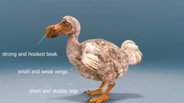 Bir dodo iskeletinin üç boyutlu modeli, kemik yapısı, boyutu ve soyu tükenmiş özelliklerini vurguluyor..