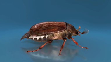 3 boyutlu schafer anatomisi, vücut segmentleri, bacaklar, kanatlar ve detaylı özelliklerin ışıklandırılması.