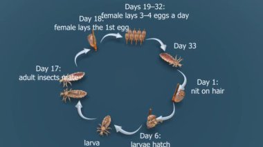Kafa bitlerinin yaşam döngüsünü gösteren 3 boyutlu bir animasyon. Yumurtaları, perileri ve yetişkin aşamalarını gerçekçi detaylarla gösteriyor..
