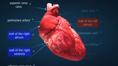 İnsan kalbinin anatomisini gösteren 3 boyutlu bir animasyon, odalarını, vanalarını, arterlerini ve kan akışını vurguluyor..