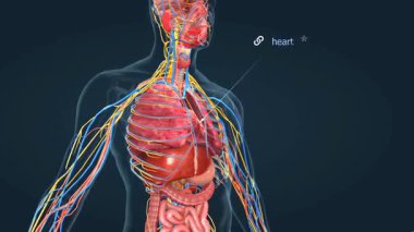İnsan dolaşım sistemini ve kalbini gösteren 3 boyutlu bir animasyon, kan akışını, arterleri, damarları ve oksijen naklini vurguluyor..