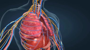 İnsan kalbini gösteren 3 boyutlu bir animasyon, odalarını, valflerini, arterlerini ve kan dolaşımı yollarını vurguluyor..