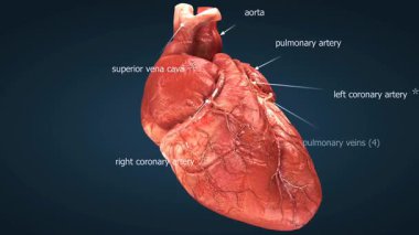 İnsan kalbi anatomisini gösteren 3 boyutlu bir animasyon, odaları, vanaları, kan damarlarını ve dolaşım yollarını vurguluyor.